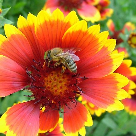 فيلا Tourist Farm Pri Martinovih Krška Vas المظهر الخارجي الصورة